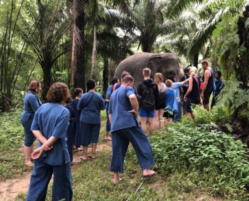 New group, greeting time, Krabi Elephant House Sanctuary