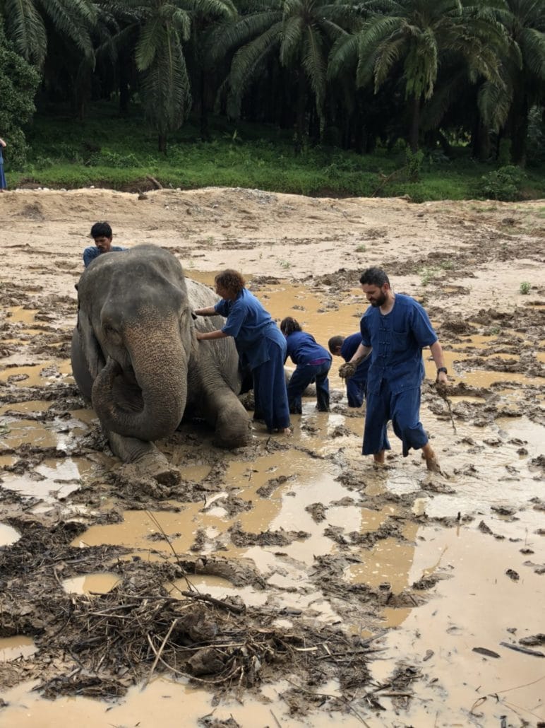 Elephants Spa Mud is The Most Fun Activity by Krabi Elephant House Sanctuary
