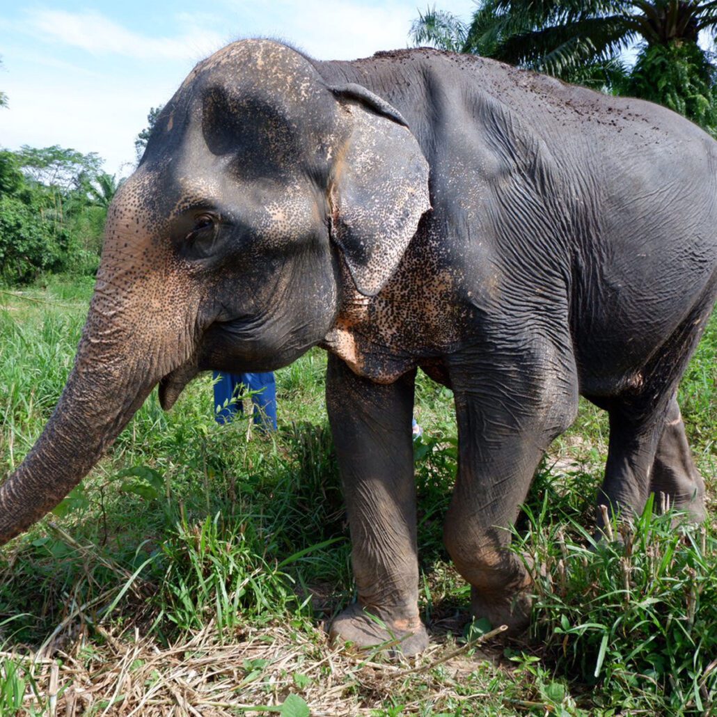 About Us - Krabi Elephant House Sanctuary