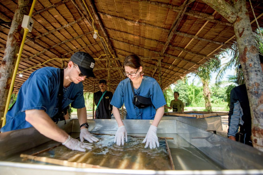 Making Paper from Elephant Dung, Krabi Elephant HOUSE Sanctuary