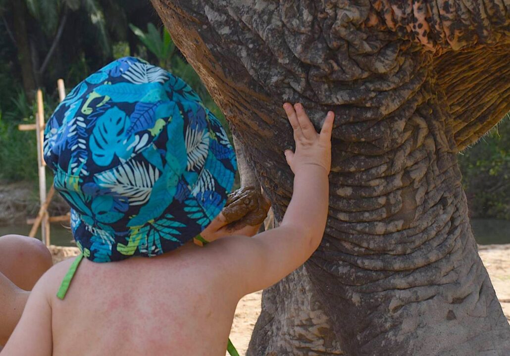Krabi Elephant HOUSE Sanctuary infant