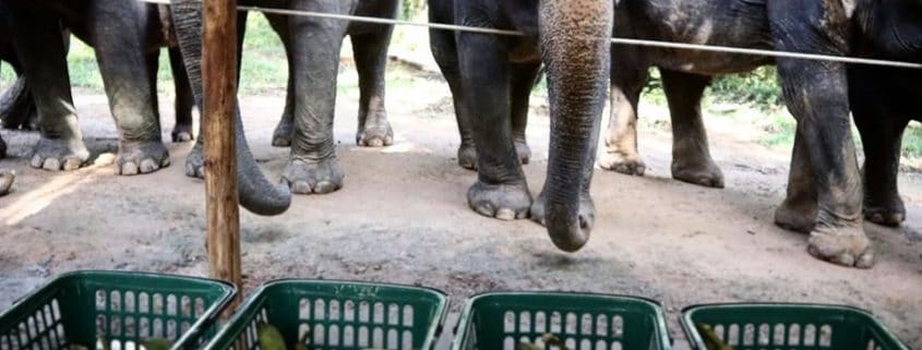 5 Amazing Facts About Elephants Trunk Krabi Elephant House Sanctuary