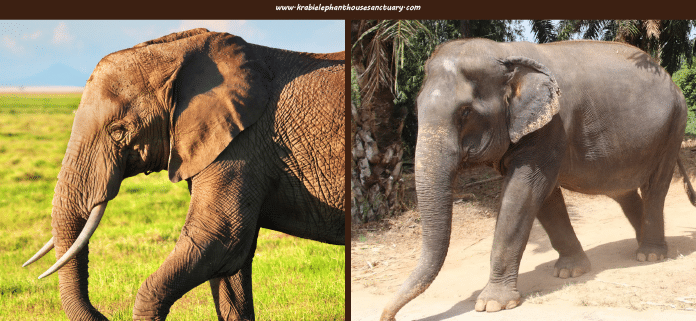 Asian Elephants VS African Elephants Krabi Elephant House Sanctuary