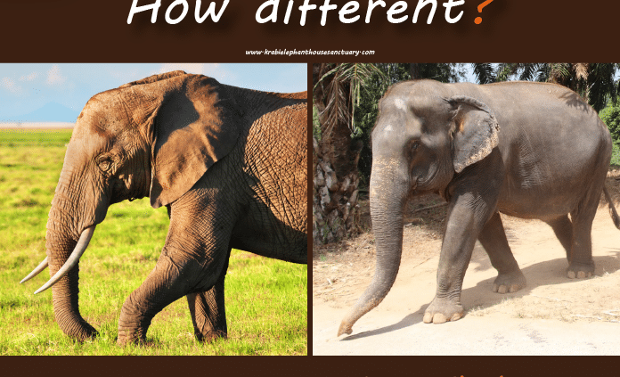 Indian Elephants Vs African Elephants