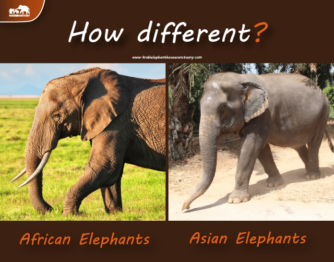 asian-elephants-vs-african-elephants
