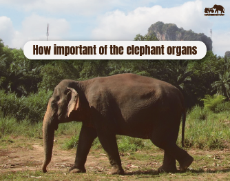 elephant organs