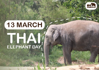 Thai Elephant Day