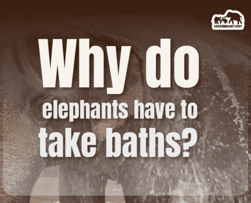 elephants have to take baths