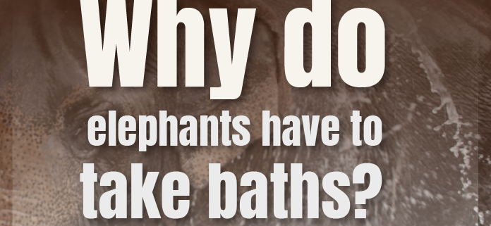 elephants have to take baths