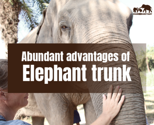 The usefulness of Elephant trunk