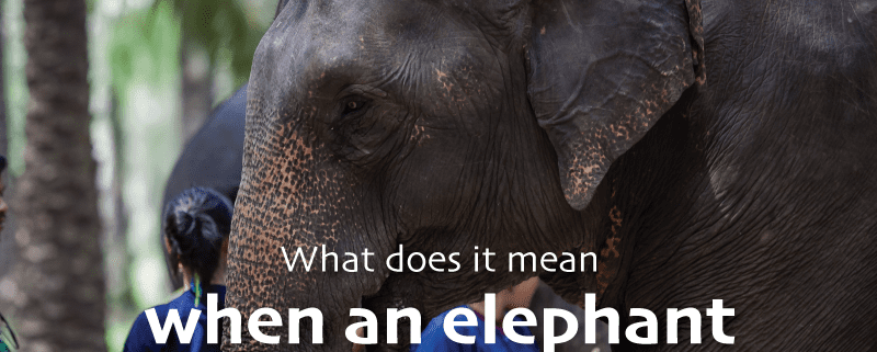 What does it mean when an elephant flaps its ears? - Krabi Elephant