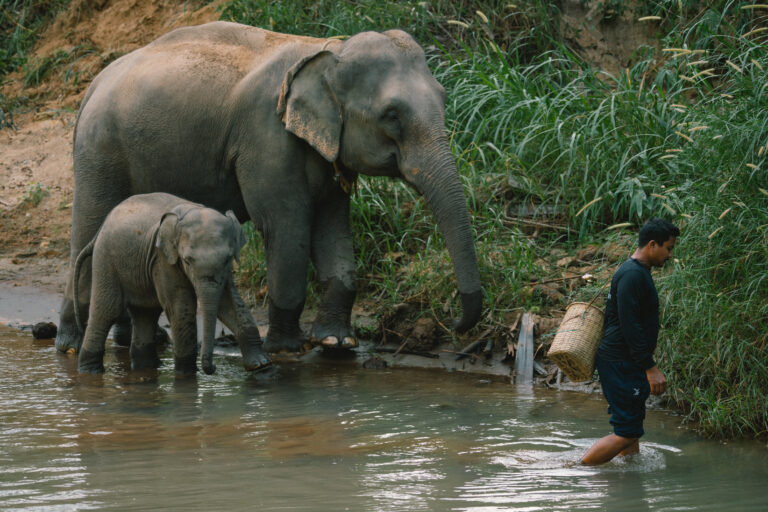 River bathing with elephants at Krabi Elephant House Sanctuary