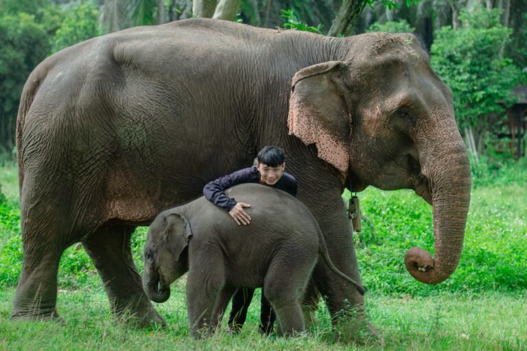 Baby elephants with elephants at Krabi Elephant House Sanctuary