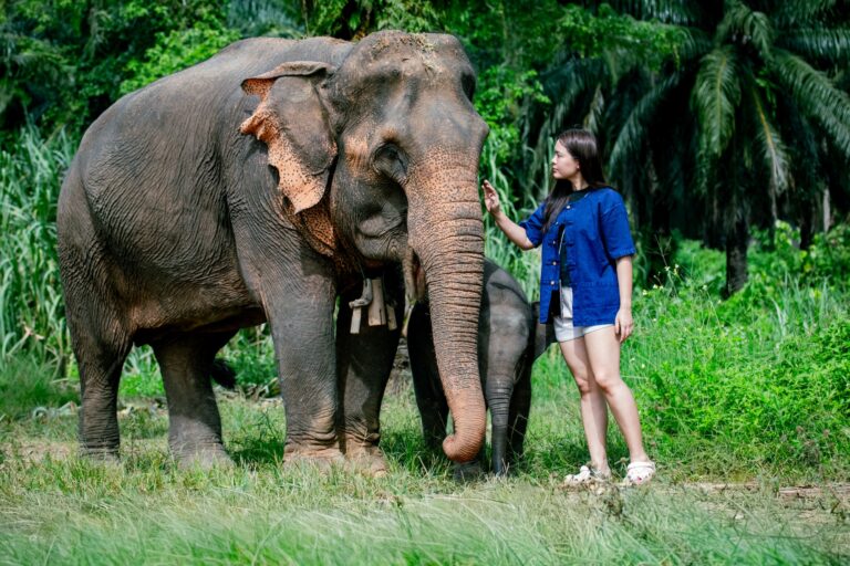 Forest walk with elephants at Krabi Elephant House Sanctuary