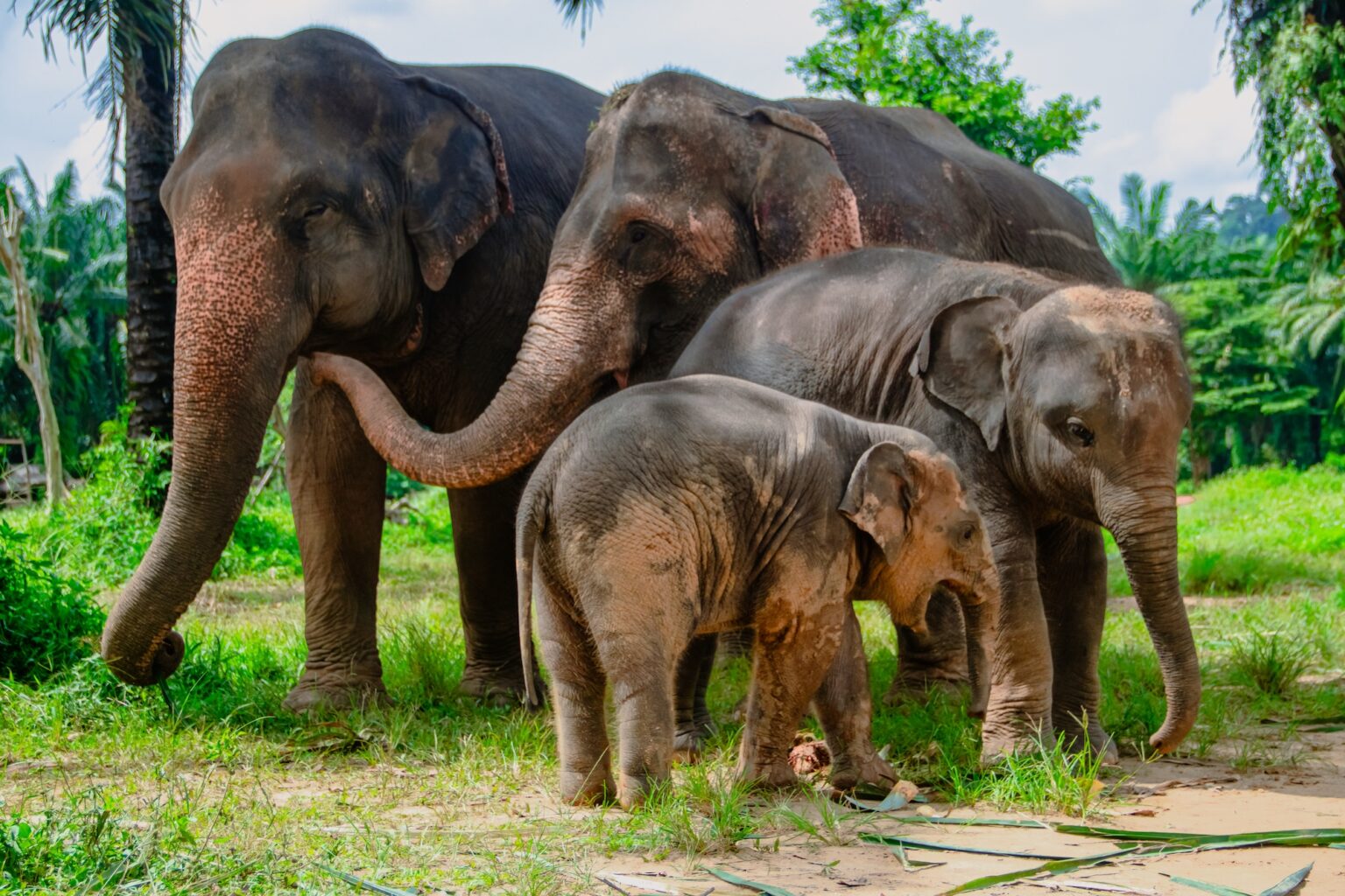 Mother elephant with her calves at Krabi Elephant House Sanctuary