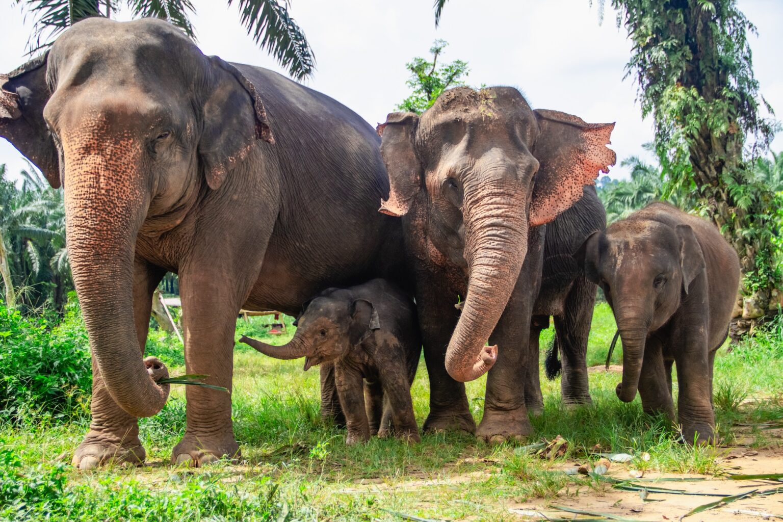 Elephant family with two babies in the forest, Krabi