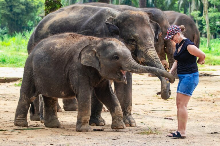 Mud spa with elephants at Krabi Elephant House Sanctuary
