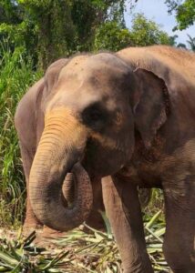 Champi, rescued elephant at Krabi Elephant House Sanctuary