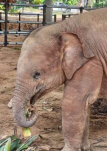 Dahla, rescued elephant at Krabi Elephant House Sanctuary