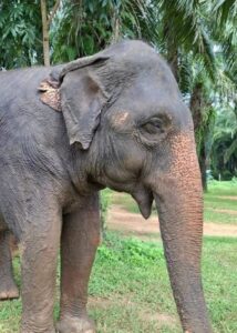Dok Phut, rescued elephant at Krabi Elephant House Sanctuary