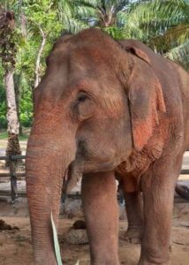 Fueang Fa, rescued elephant at Krabi Elephant House Sanctuary