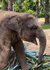Khun Khao, rescued elephant at Krabi Elephant House Sanctuary