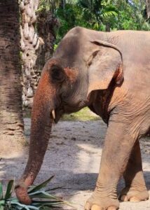 Si Phrai, rescued elephant at Krabi Elephant House Sanctuary