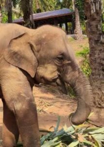 Thung Ngoen, rescued elephant at Krabi Elephant House Sanctuary