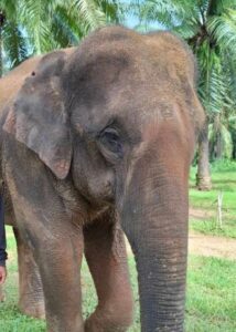 Ueang Dao, rescued elephant at Krabi Elephant House Sanctuary