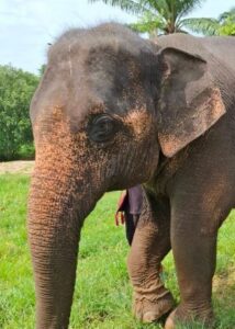 Ueang Doi, rescued elephant at Krabi Elephant House Sanctuary